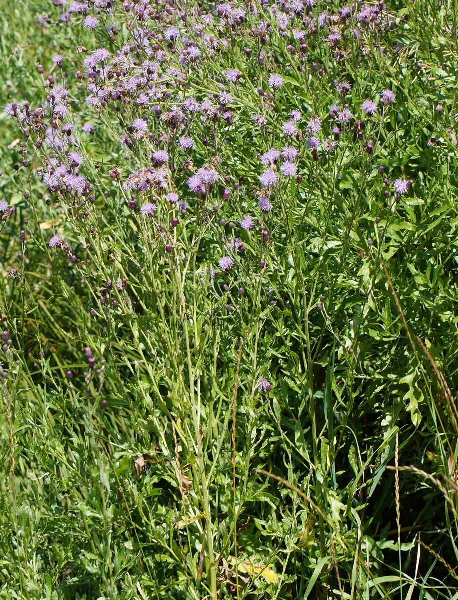 Изображение особи Cirsium setosum.