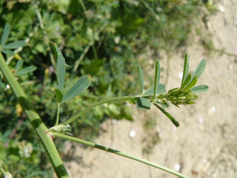Image of Medicago × varia specimen.