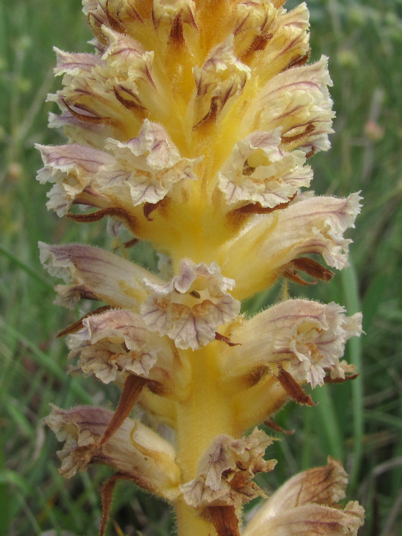Image of Orobanche minor specimen.