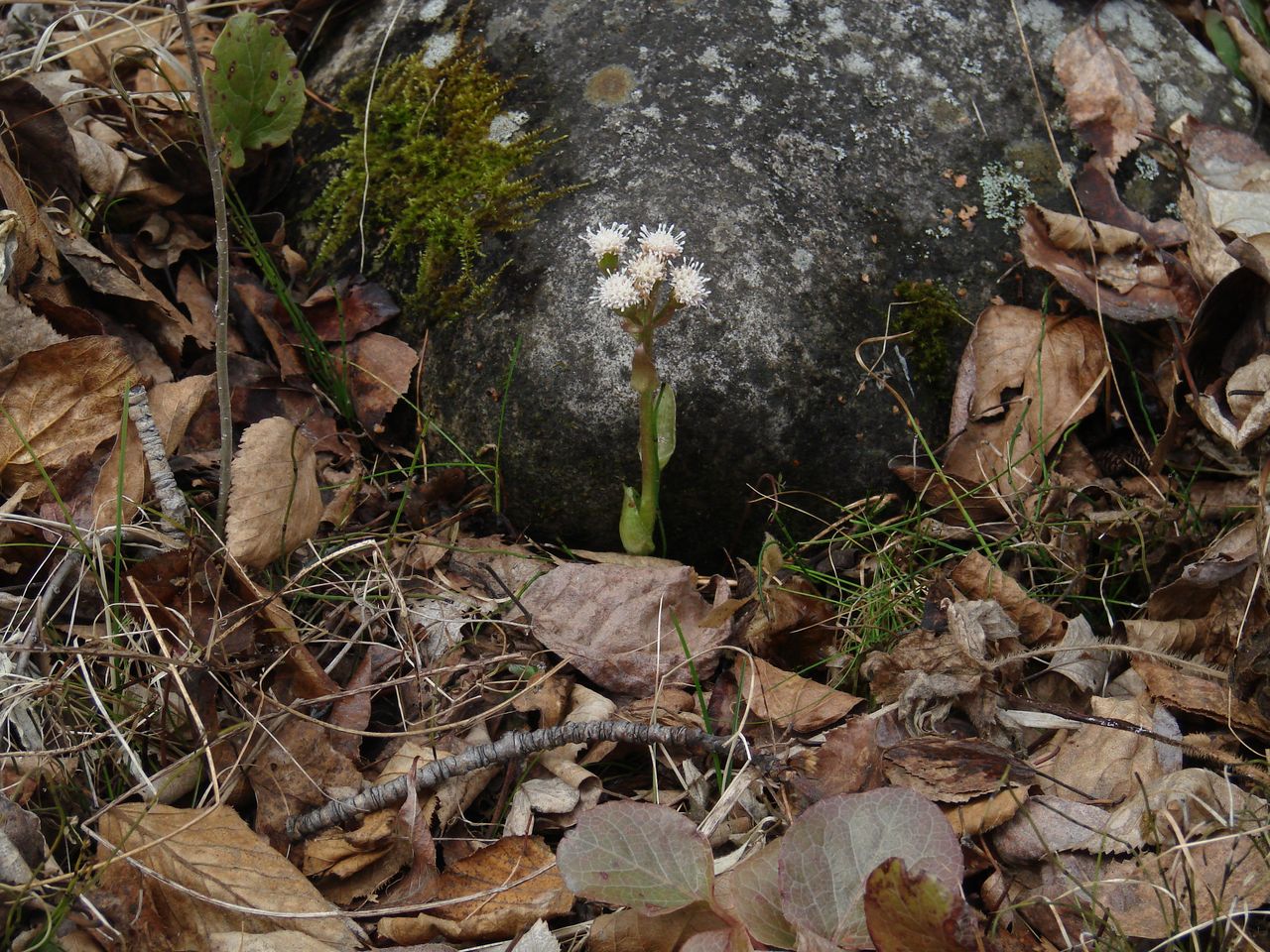 Image of Petasites rubellus specimen.