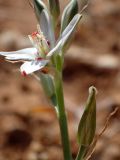 Ornithogalum comosum