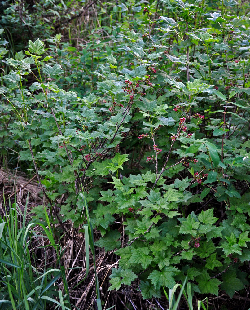 Image of Ribes altissimum specimen.