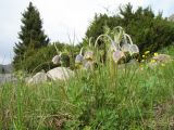 Pulsatilla campanella