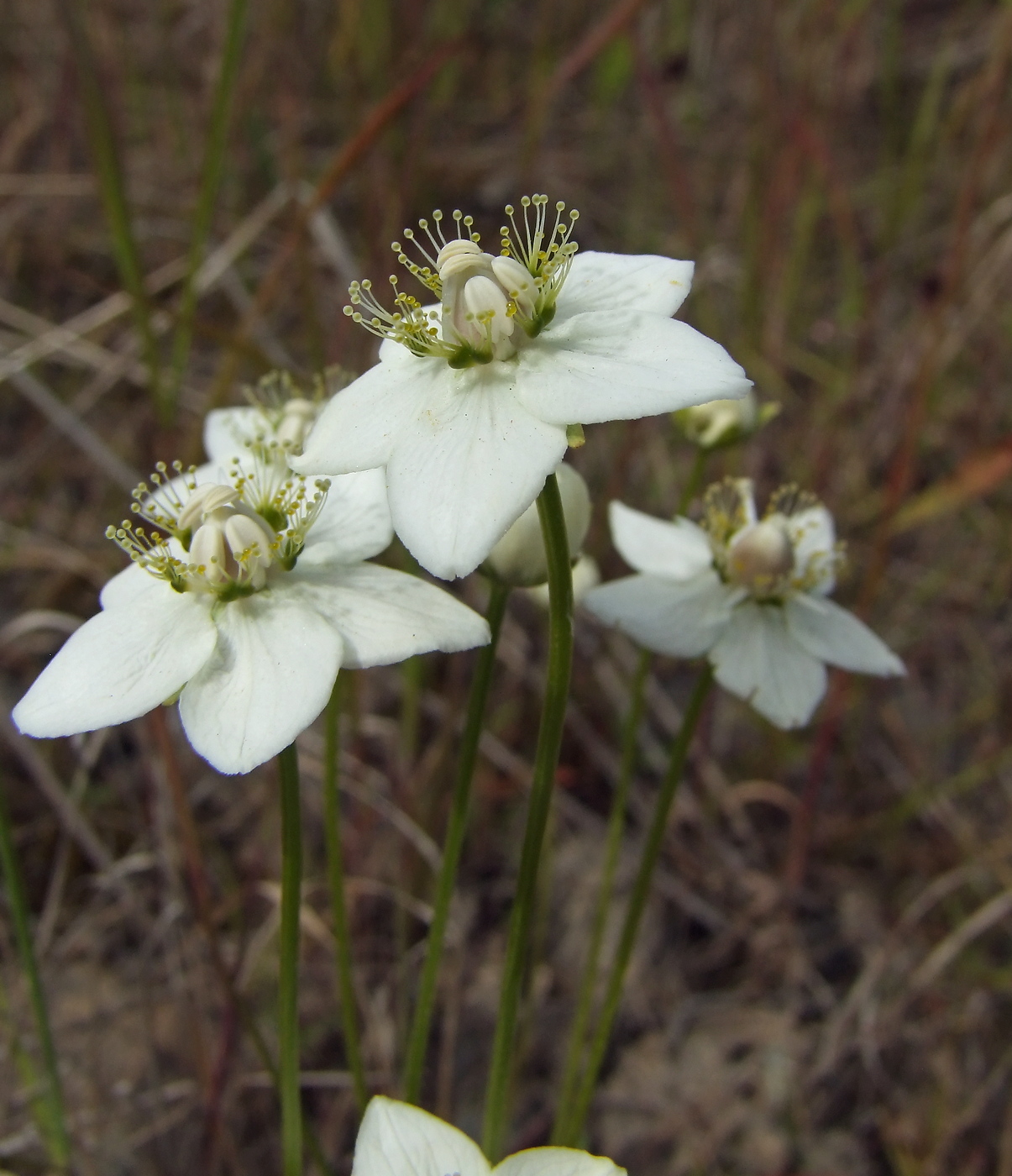 Image of Parnassia palustris specimen.