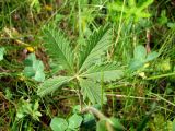 Potentilla chrysantha