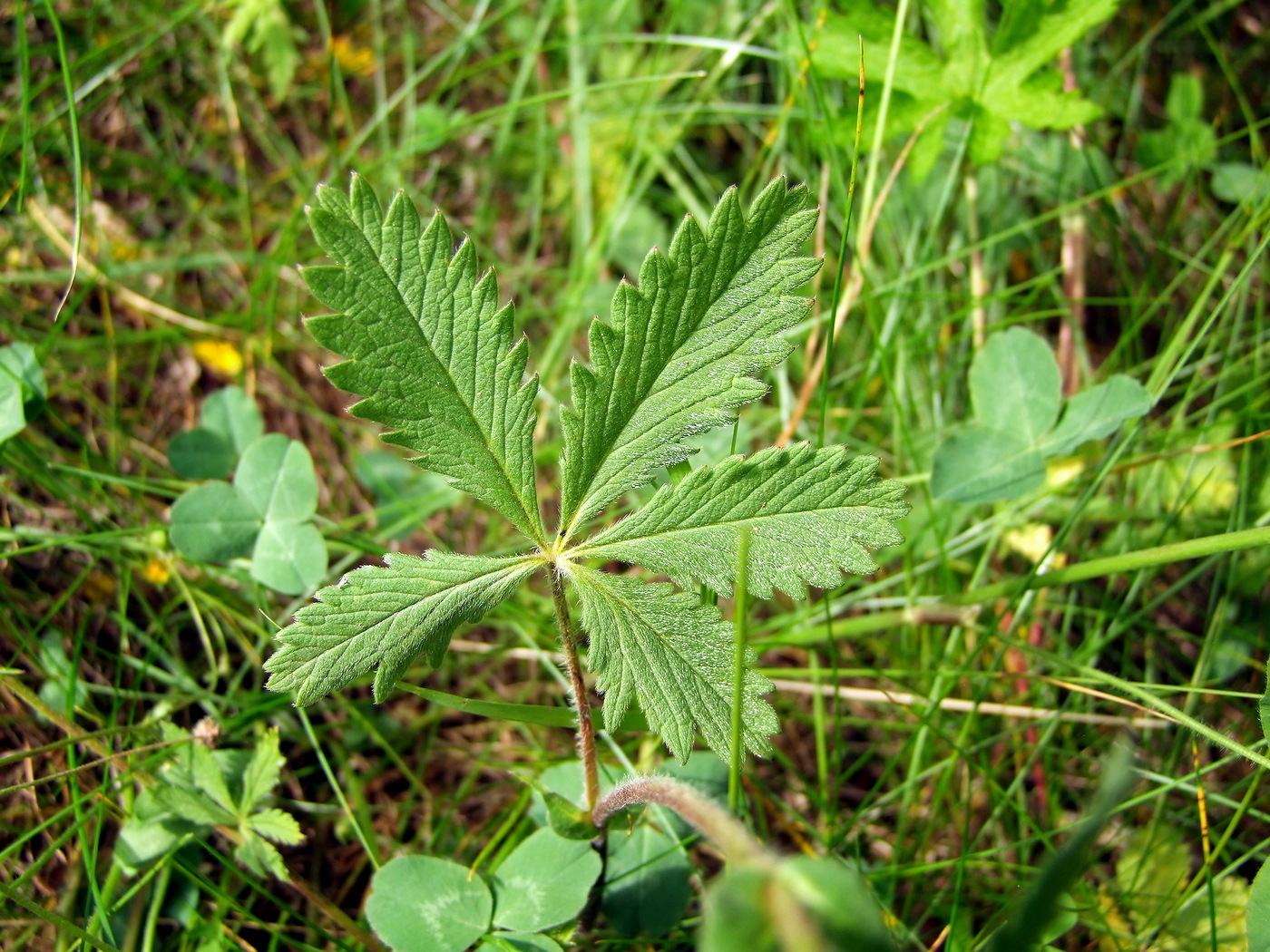 Image of Potentilla chrysantha specimen.