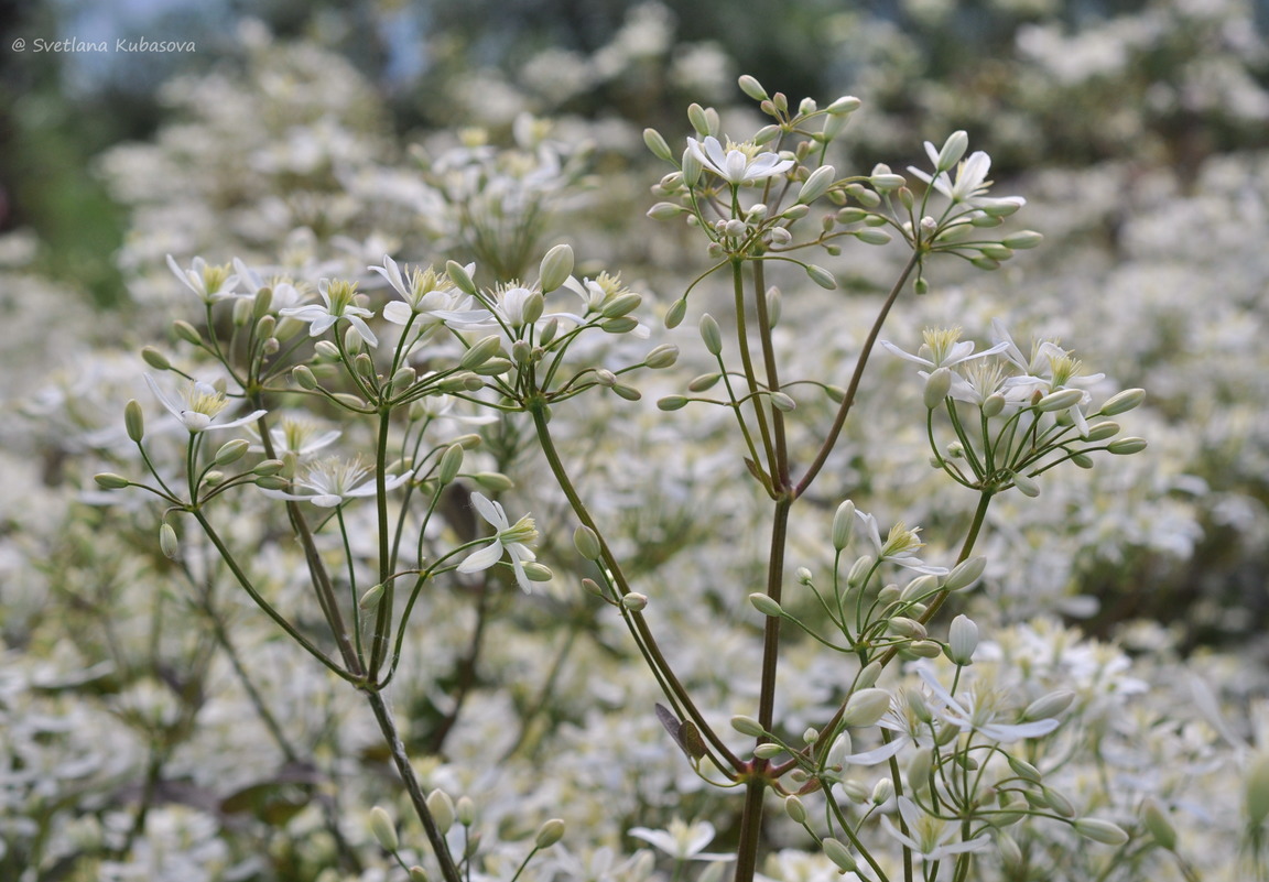 Изображение особи Clematis recta.