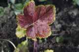 Heuchera × hybrida. Лист (культивар 'Delta Dawn'). Костромская обл., Судиславский р-н, дер. Антипино, в культуре. 11.06.2018.