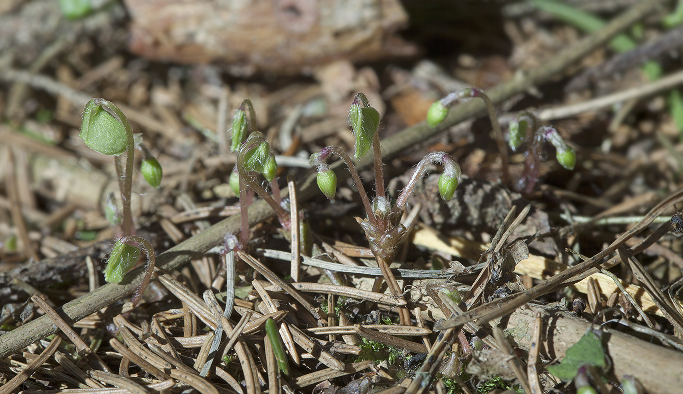 Изображение особи Oxalis acetosella.