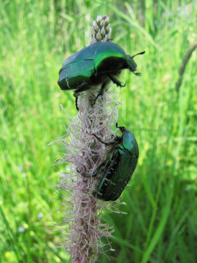 Image of Plantago media specimen.