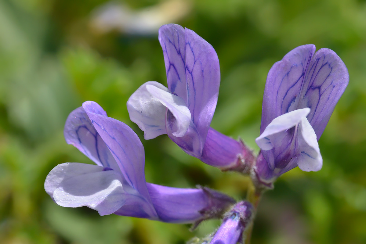 Image of Vicia sosnowskyi specimen.