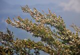 Leptospermum polygalifolium. Верхушки ветвей с цветками. Малайзия, Камеронское нагорье, гора Ирау, ≈ 2100 м н.у.м., опушка туманного (мохового) леса. 04.05.2017.