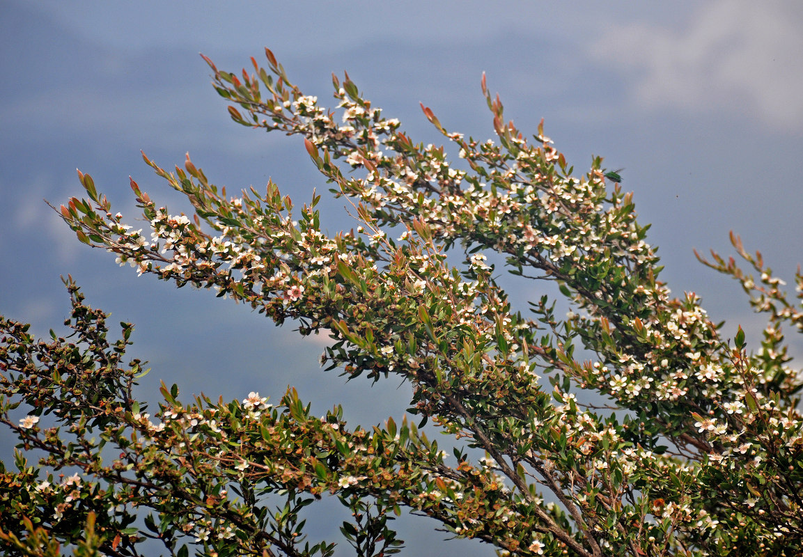 Изображение особи Leptospermum polygalifolium.