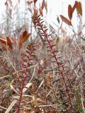 Empetrum nigrum. Верхушки побегов. Окр. Архангельска, болото. 03.05.2014.