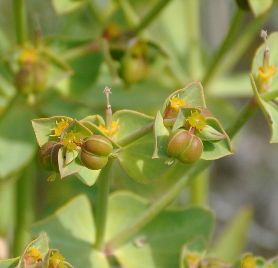 Image of Euphorbia terracina specimen.