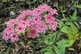 Phlox drummondii. Верхушка цветущего растения. Казахстан, Восточно-Казахстанская обл., г. Усть-Каменогорск, Архитектурно-ландшафтный музей-заповедник, в культуре. 21.07.2012.
