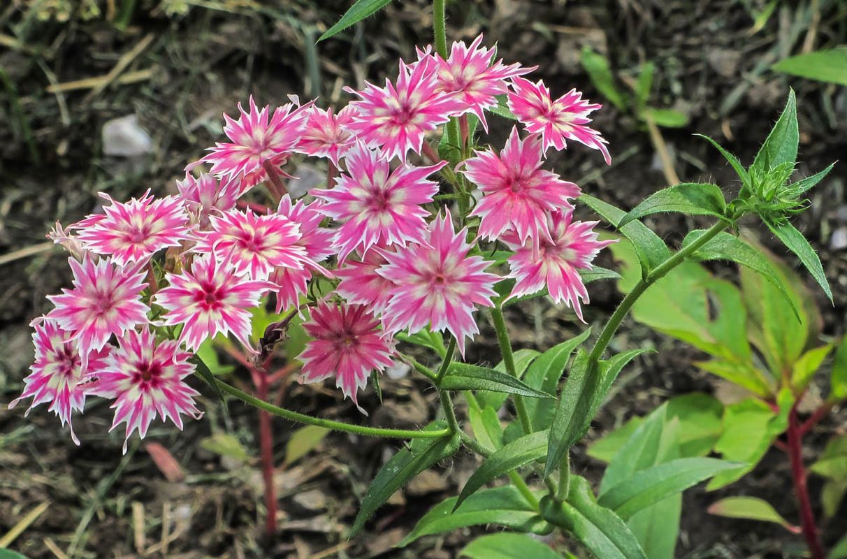 Изображение особи Phlox drummondii.