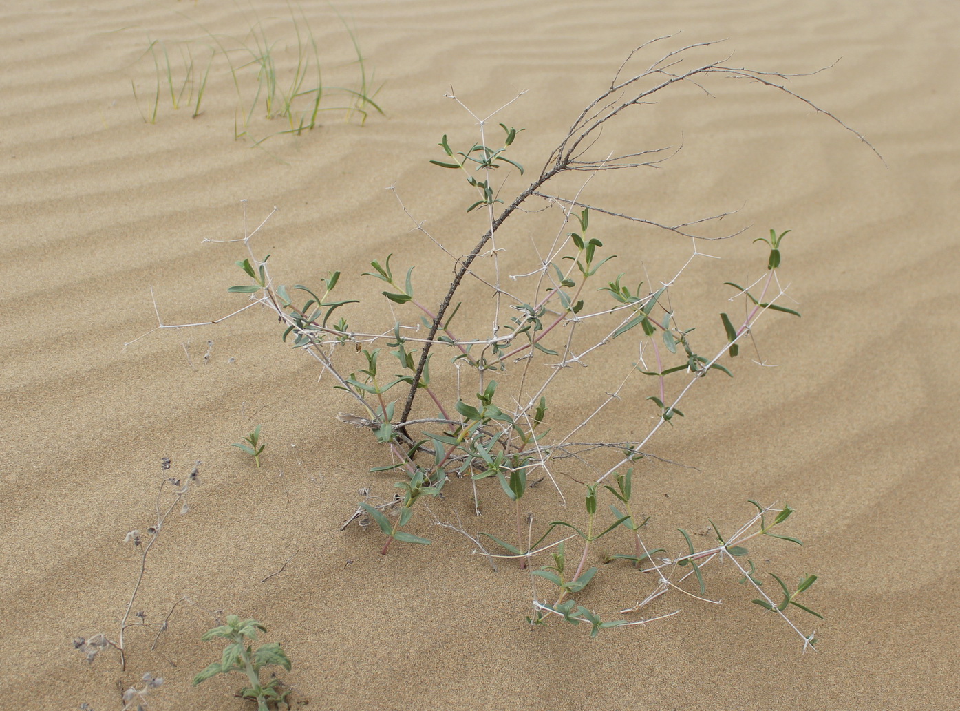 Изображение особи Acanthophyllum korolkowii.