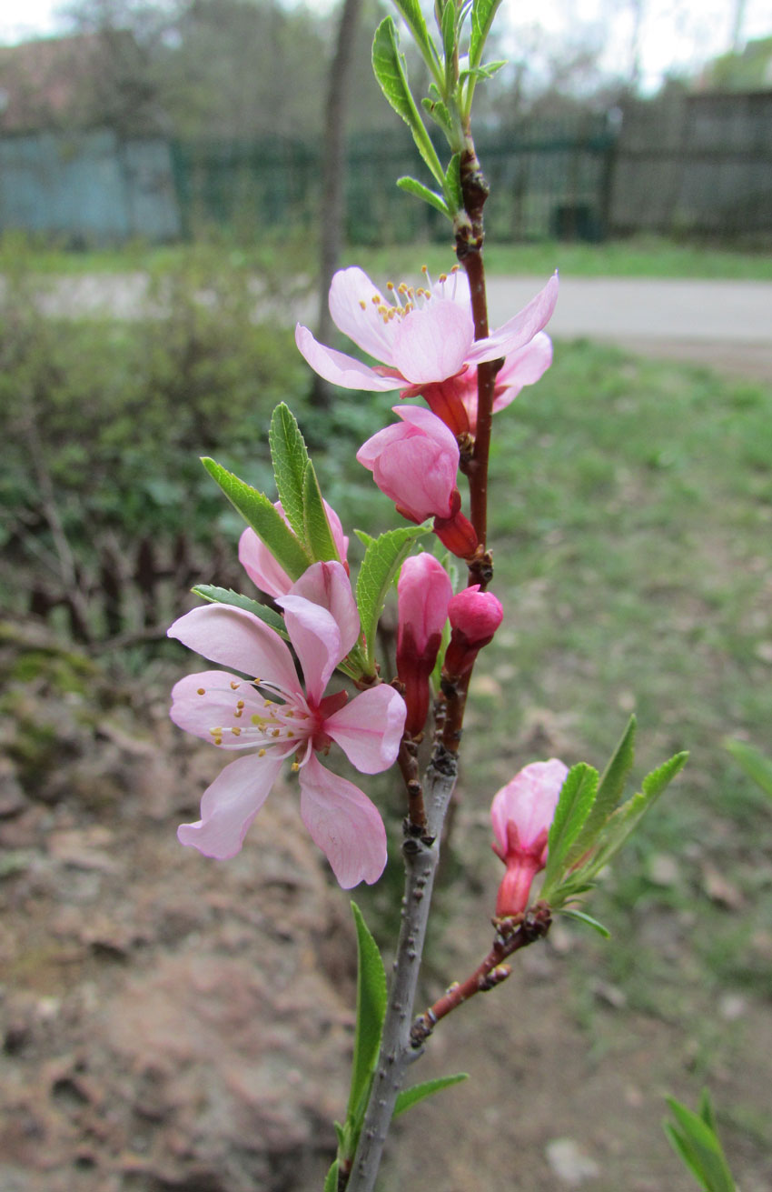 Изображение особи Amygdalus nana.