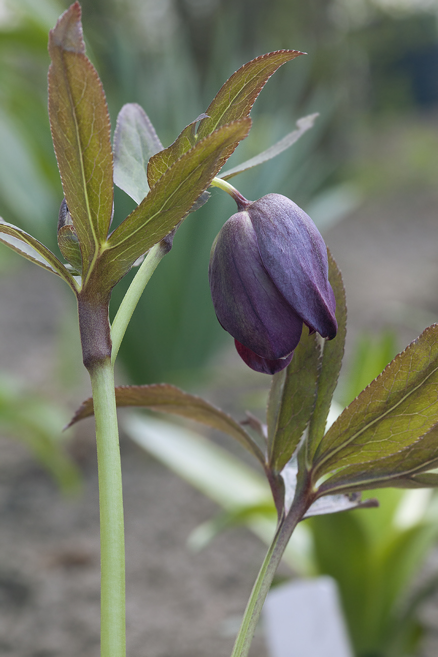 Изображение особи Helleborus orientalis.