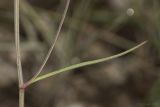 genus Bupleurum