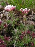 Asperula caespitans