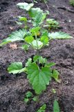 Nepeta cataria