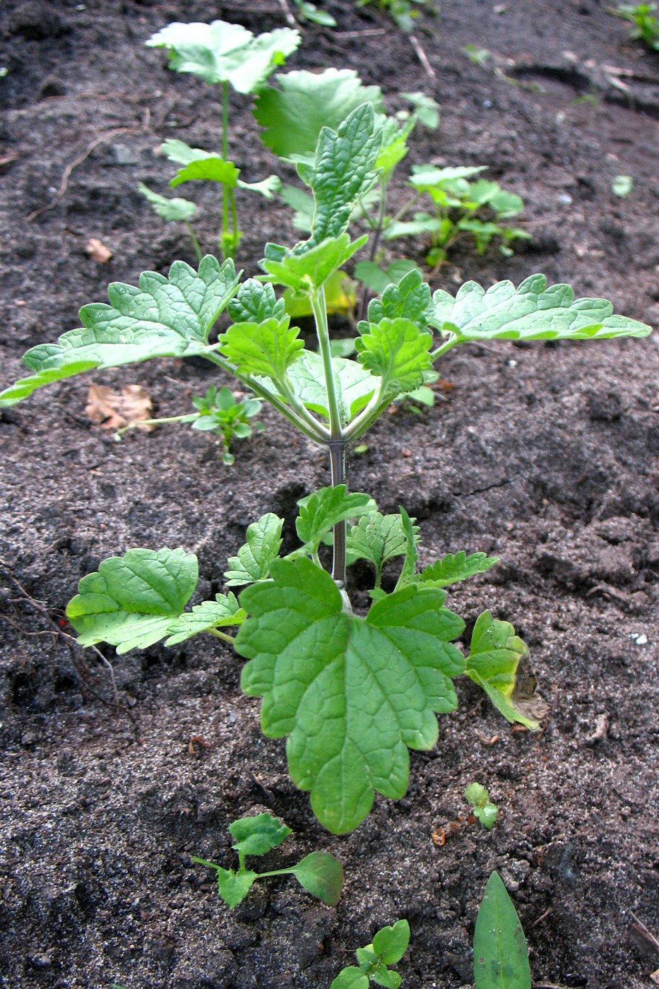 Image of Nepeta cataria specimen.