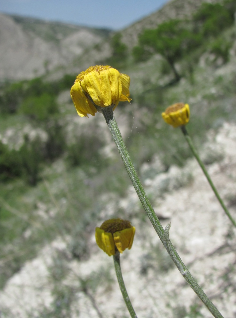 Image of Tanacetum akinfiewii specimen.