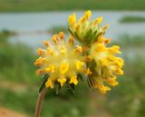 Anthyllis macrocephala