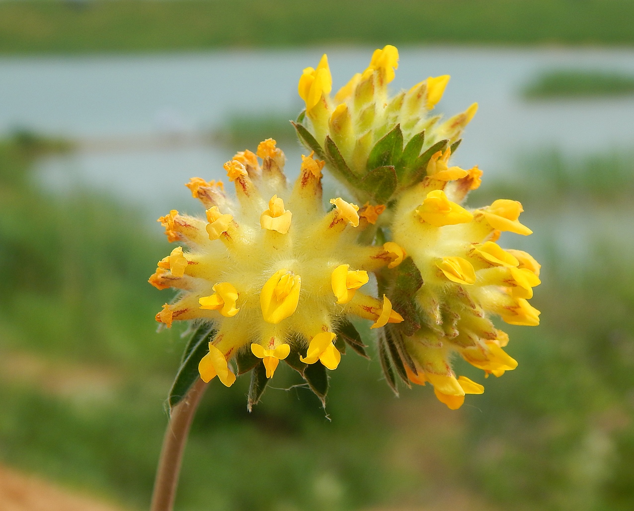 Image of Anthyllis macrocephala specimen.