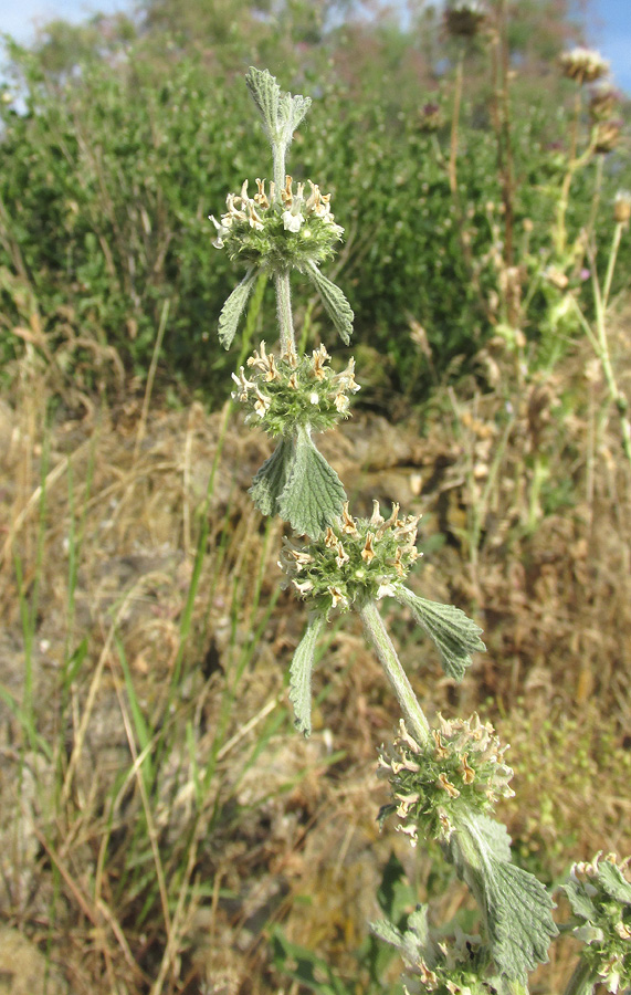 Изображение особи Marrubium anisodon.