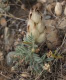 род Astragalus. Плодоносящее растение. Узбекистан, Наманганская обл., Касансайский р-н, окр. г. Касансай, предгорье, глинисто-каменистый склон. 13.05.2019.