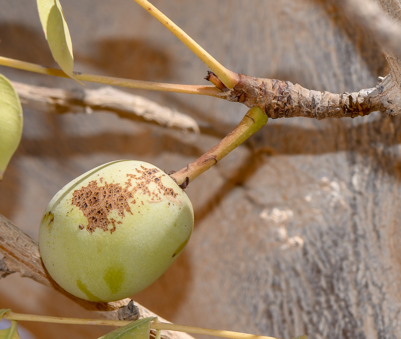 Изображение особи Sclerocarya birrea.