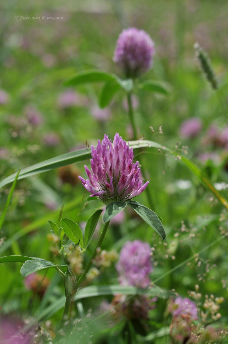 Изображение особи Trifolium pratense.