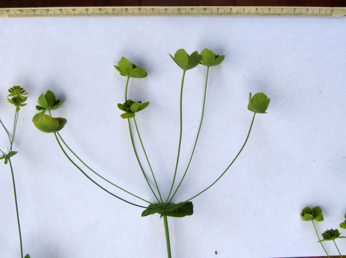 Image of Bupleurum longifolium ssp. aureum specimen.