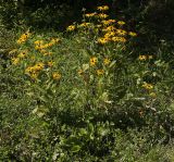 Rudbeckia fulgida