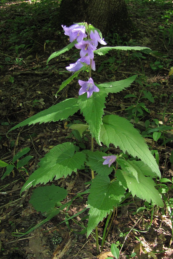 Image of Campanula trachelium specimen.