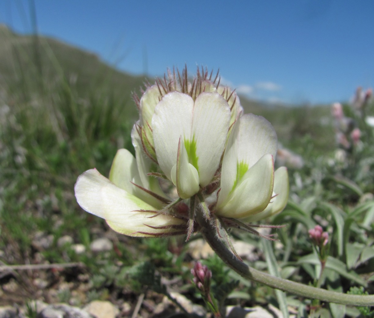 Изображение особи Hedysarum daghestanicum.