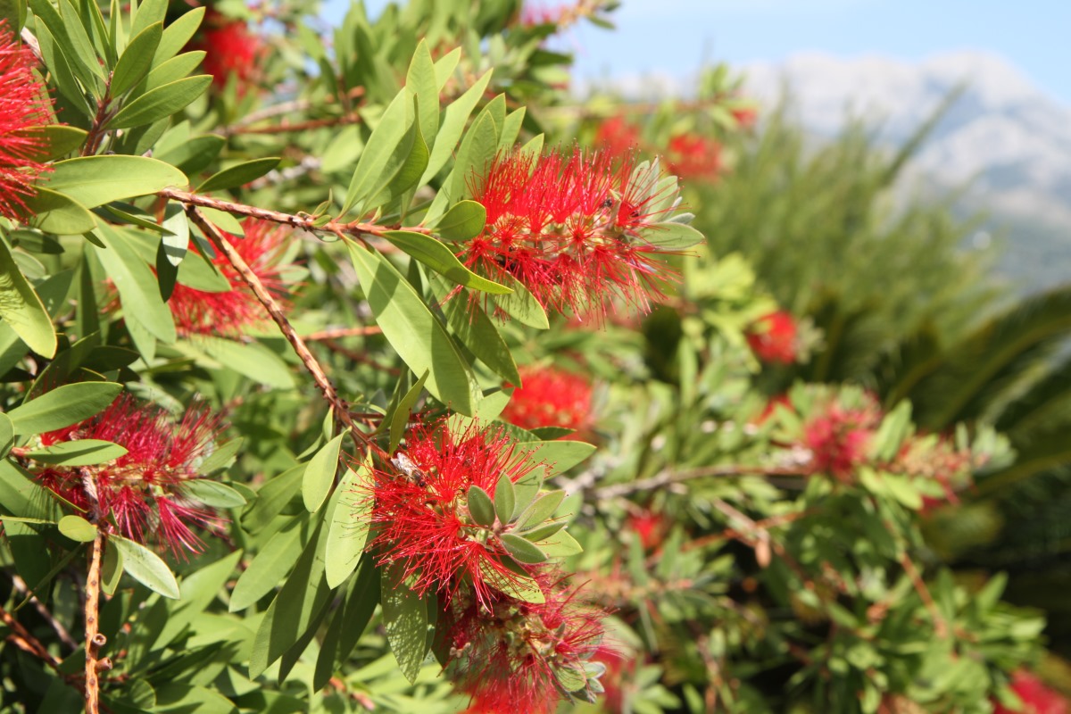 Изображение особи Callistemon citrinus.