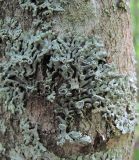 genus Physcia
