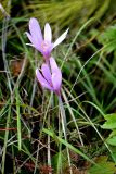 Colchicum autumnale