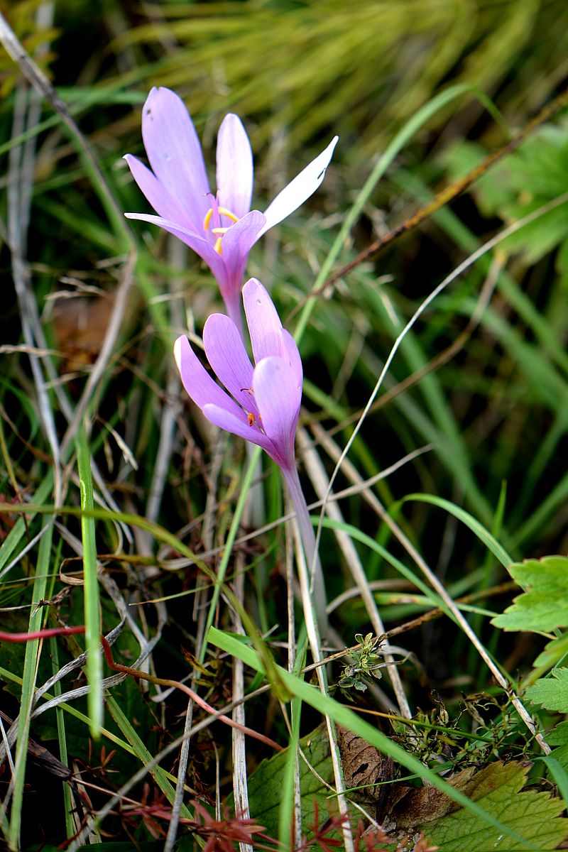 Image of Colchicum autumnale specimen.