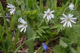 Anemone caucasica. Цветущие растения. Краснодарский край, Мостовский р-н, окр. пос. Кировский, южный склон Чай-горы (2089 м), 1970 м н.у.м., субальпийский луг. 21.05.2019.