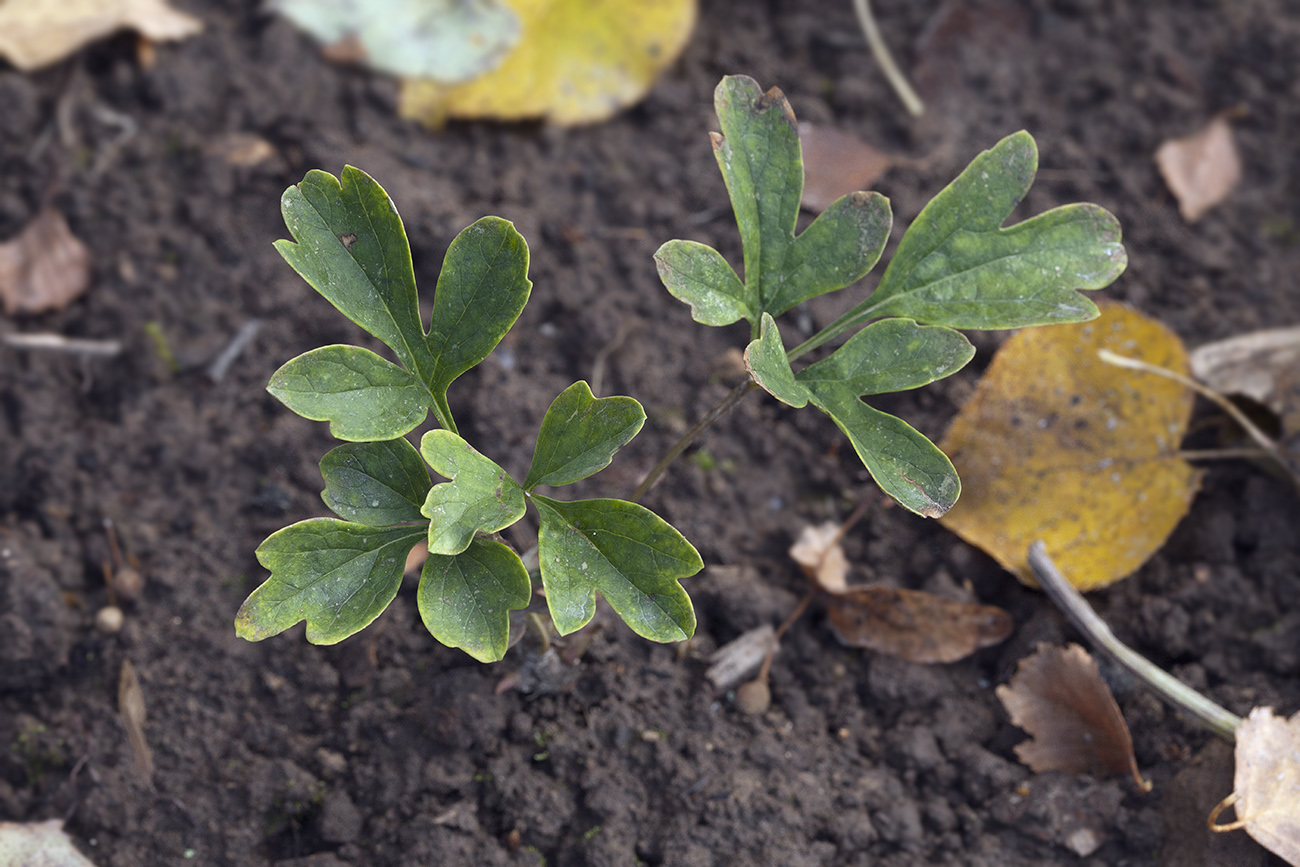 Изображение особи Paeonia suffruticosa.