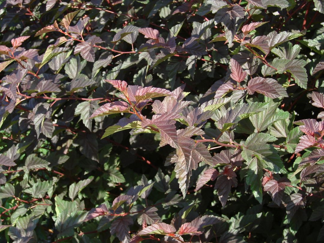 Image of Physocarpus opulifolius specimen.