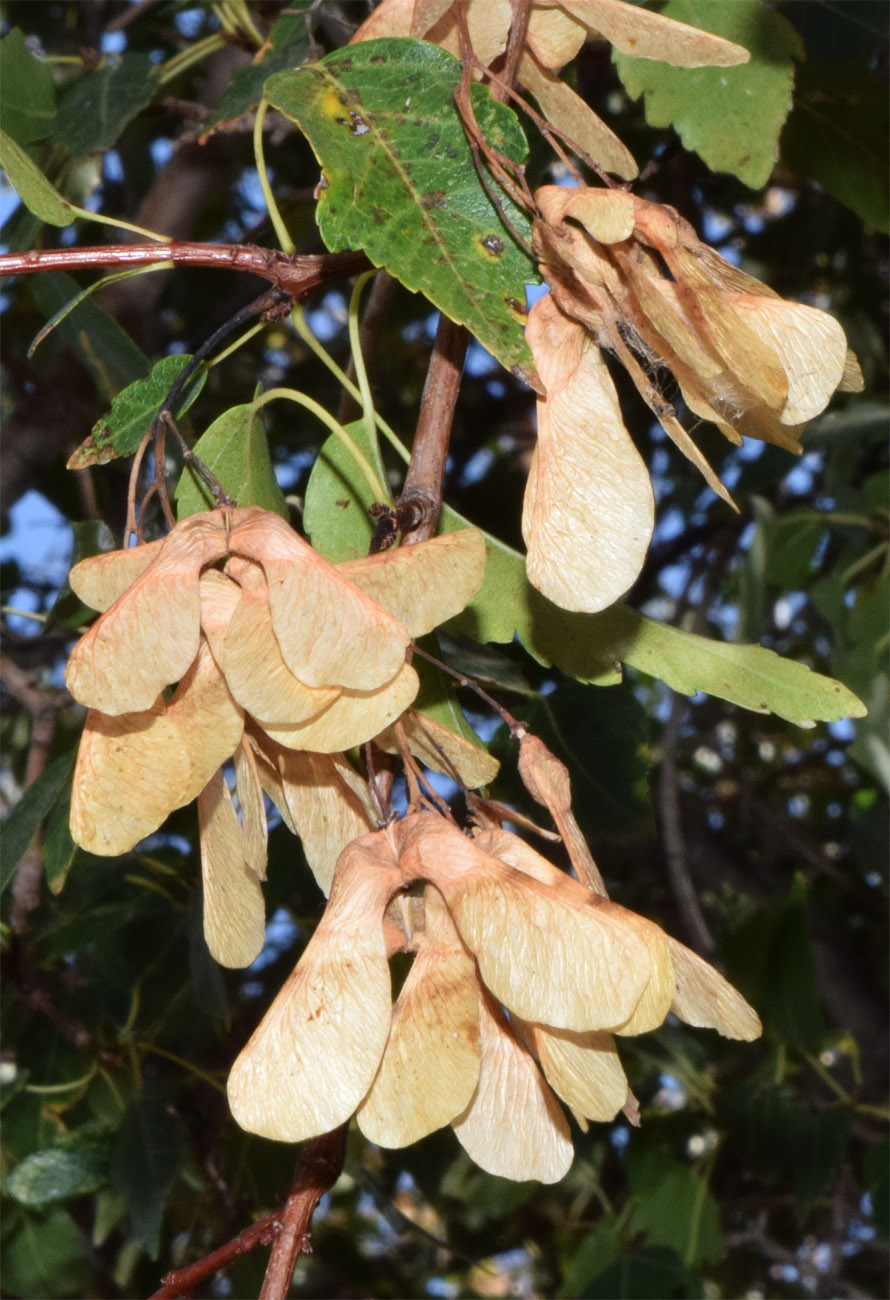 Image of Acer semenovii specimen.