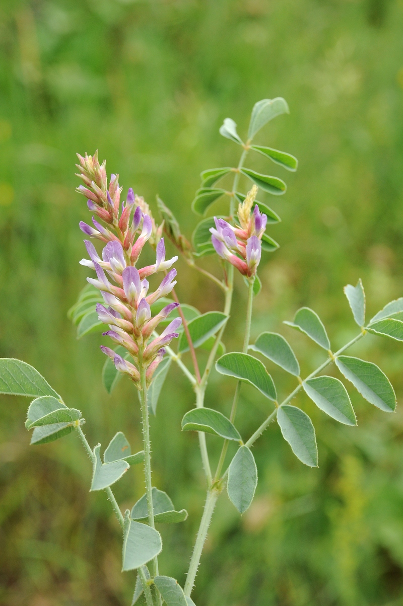 Изображение особи Glycyrrhiza aspera.