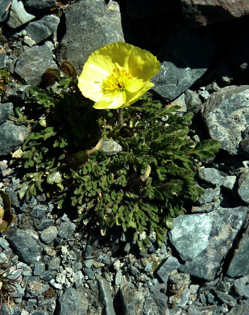 Изображение особи Papaver nudicaule.