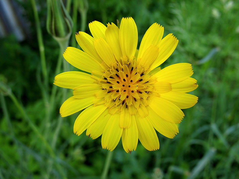 Изображение особи Tragopogon pratensis.